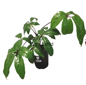 SCHEFFLERA AMATE