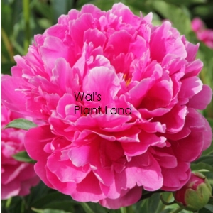 PAEONIA FIRST LADY (PEONY)