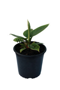 PHILODENDRON IMPERIAL GREEN