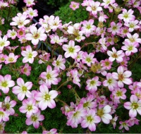 SAXIFRAGA PETER PAN