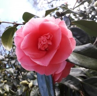 CAMELLIA FASHIONATA