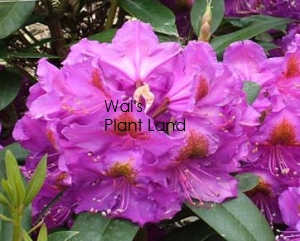 RHODODENDRON RED EYE