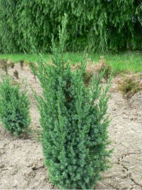 JUNIPERUS chinensis BLUE JACKET