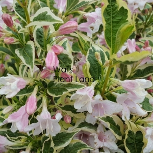 WEIGELA FLORIDA VARIEGATA