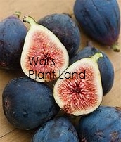 FIG SWEET BLACK