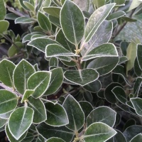 PITTOSPORUM STEPHENS ISLAND