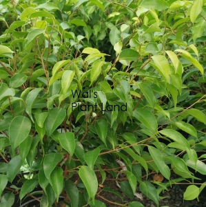 FICUS EVERGREEN