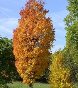 ACER RUB COLUMNARE