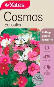 COSMOS SENSATION SEED PACKET