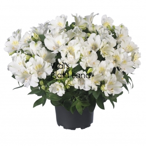 ALSTROEMERIA PRINCESS LILY CLAIRE