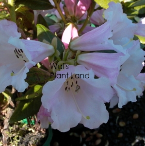 RHODODENDRON COUNTESS OF HADDINGTON