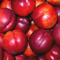 NECTARINE SPRINGRED