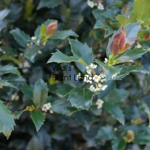 ILEX STD BLUE PRINCE - 70CM STANDARD