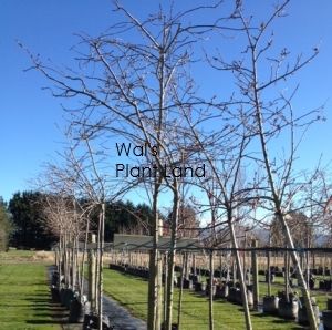 PRUNUS MOUNTAIN ICE L/W