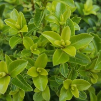 PITTOSPORUM TENUIFOLIUM TIKI