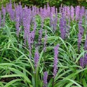 LIRIOPE ROYAL PURPLE