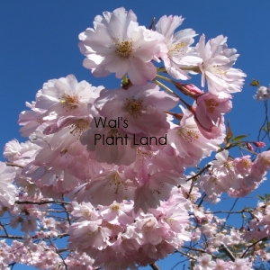 PRUNUS ACCOLADE 1.5M STD