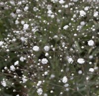 GYPSOPHILA PANICULATA DOUBLE