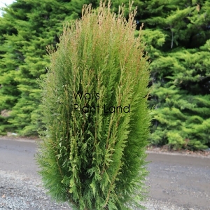 THUJA ORI SUMMER GOLD