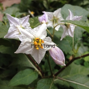 SOLANUM R. CAROLINE