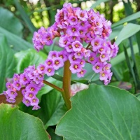 BERGENIA CORDIFOLIA ROTBLUM