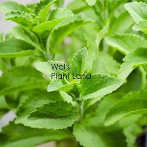 STEVIA SUGAR HOME GARDEN