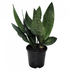 SANSEVIERIA BLACK HAHNII