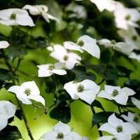 CORNUS SOUTHERN CROSS