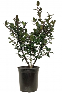 ILEX BLUE PRINCE