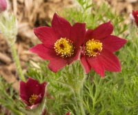 PULSATILLA RED BELLS