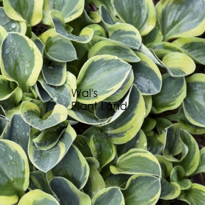 HOSTA MIGHTY MOUSE