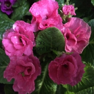 PRIMULA ACAULIS PRIMLET PINK SHADES