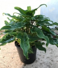 PHILODENDRON XANADU