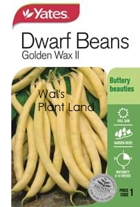 BEAN DWARF GOLDEN WAX II SEED PACKET