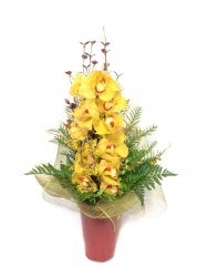 EXQUISITE ORCHID YELLOW