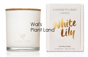 LIVING LIGHT WHITE LILY CANDLE 330GM