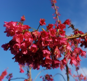 PRUNUS COMPANULA SUPERBA STD 1.8M