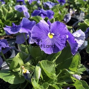 PANSY DELTA TRUE BLUE