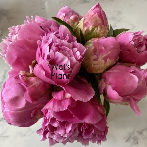 PAEONIA PINK PARFAIT (PEONY)