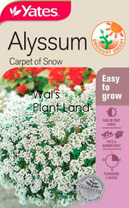 ALYSSUM CARPET OF SNOW SEED PACKET