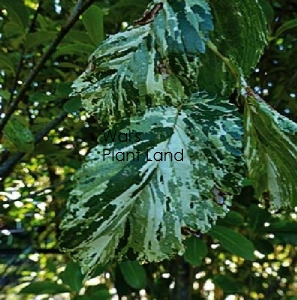 ULMUS CARPINIFOLIA VARIEGATA