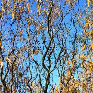 SALIX MATSUDANA TORTUOSA