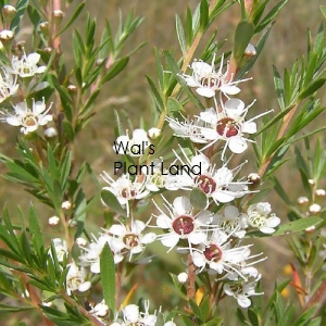 KUNZEA ERICOIDES (KANUKA)