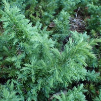 JUNIPER CONFERTA EMERALD RUFFLES