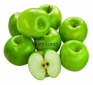 APPLE GRANNY SMITH