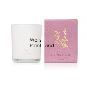 WILD PLUM SOY CANDLE - MINI LIVING LIGHT