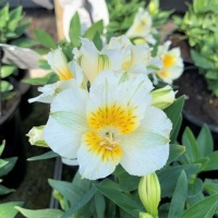 ALSTROEMERIA PRINCESS LILY YENTL