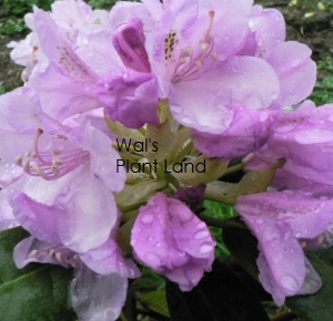 RHODODENDRON SLEEPY