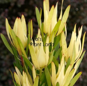 LEUCADENDRON INCA GOLD