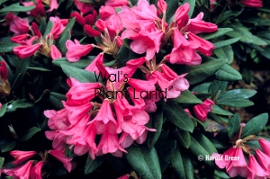 RHODODENDRON WINSOME